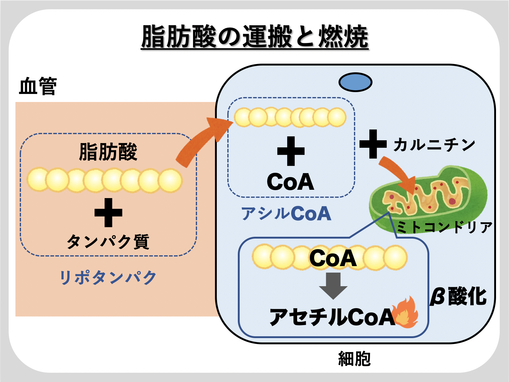 第３章 脂肪燃焼 燃焼編 広島のパーソナルトレーニングボディメイクジム チェンジフィット