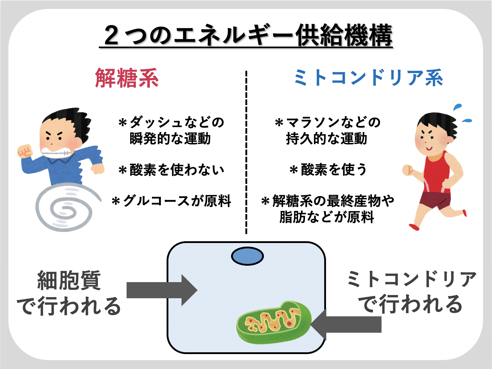 第３章 脂肪燃焼 燃焼編 広島のパーソナルトレーニングボディメイクジム チェンジフィット