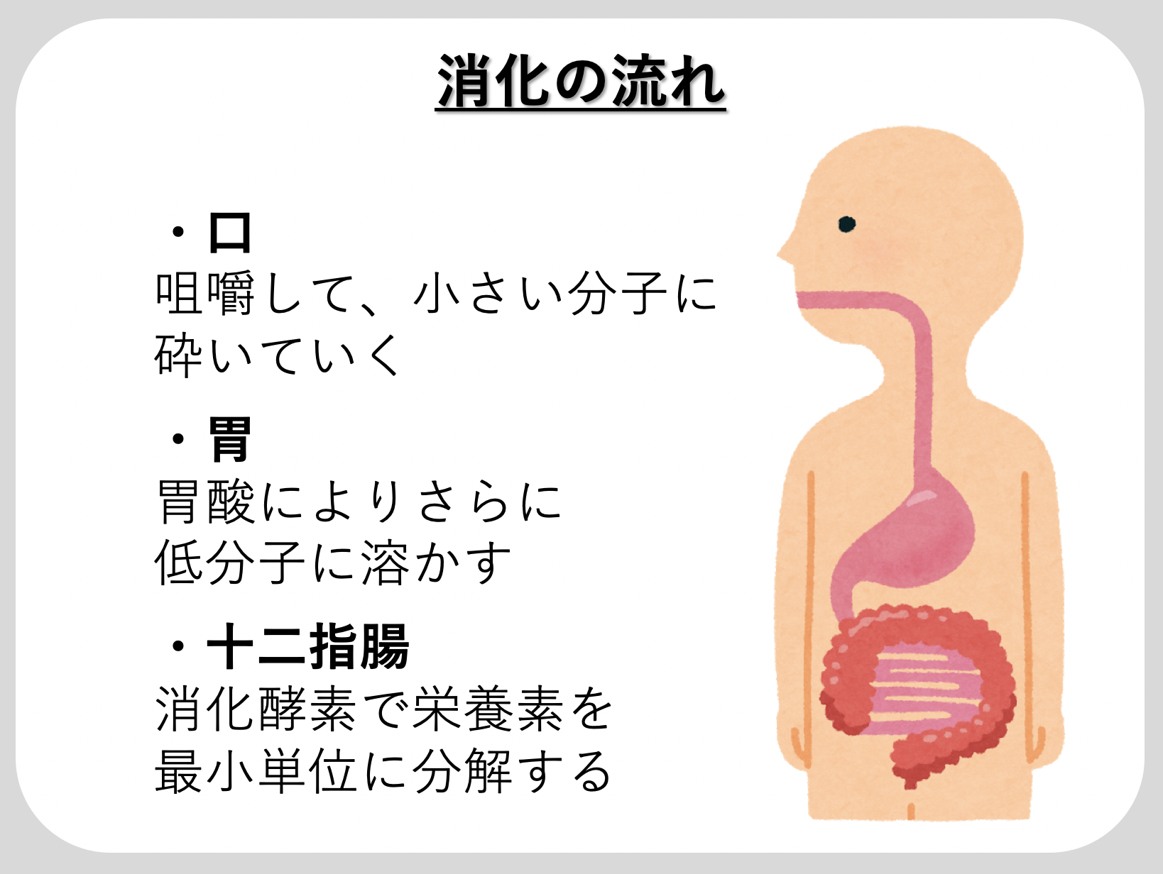 第７章：こんな人は痩せない！「腸内環境編」 | 広島のパーソナル