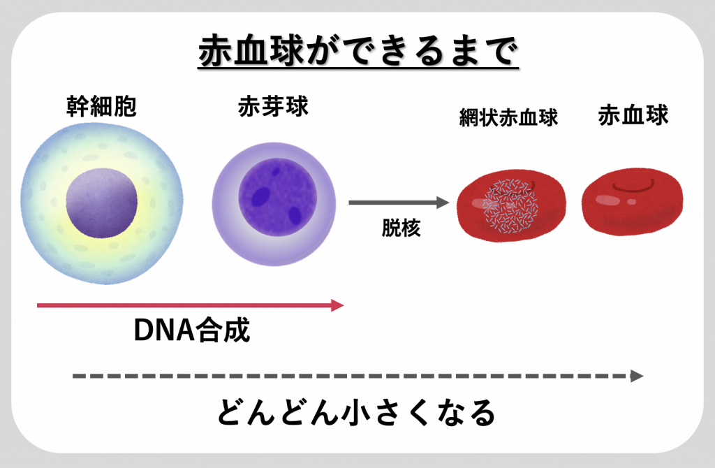 第8章：こんな人は痩せない！「貧血編」 広島のパーソナルトレーニングボディメイクジム【チェンジフィット】